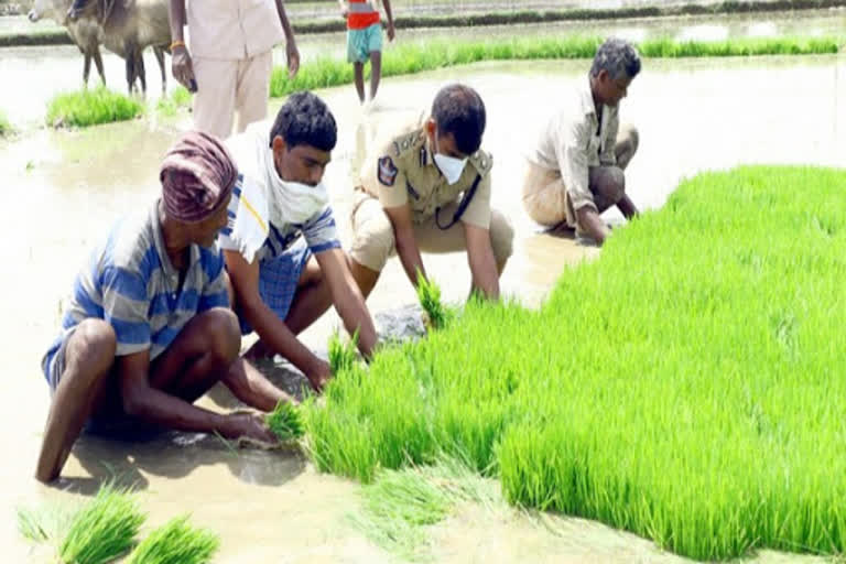 Tirupati (Urban) Superintendent of Police Avula Ramesh Reddy took part in agricultural work