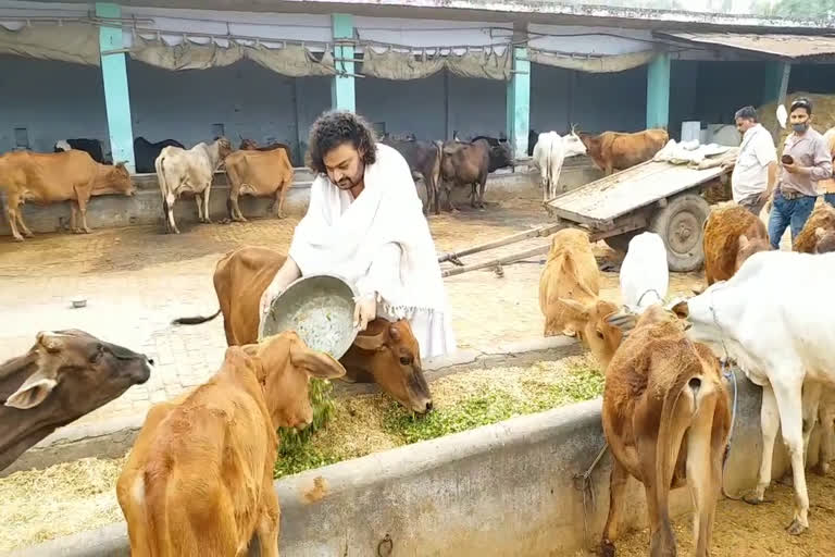 swami Dipankar feed cows in saharanpur