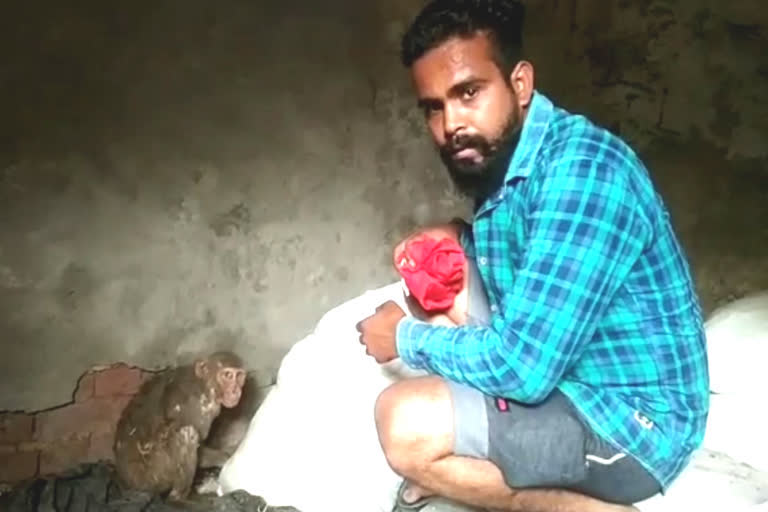 bajrang dal saved life of a monkey in muradnagar