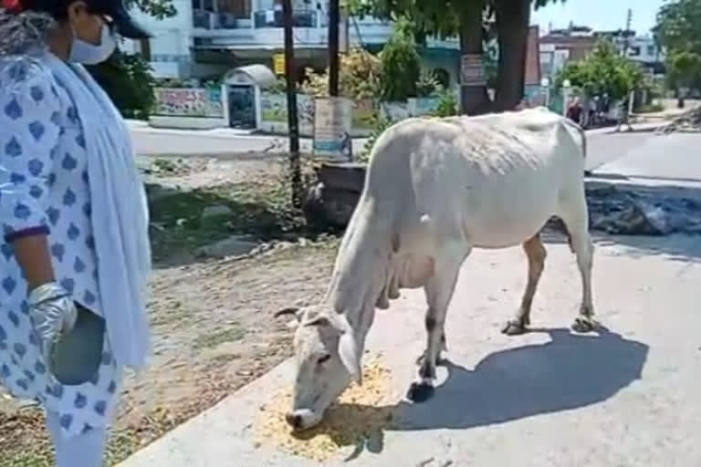 जानवरों की मदद के लिए आगे आया जिला प्रशासन.