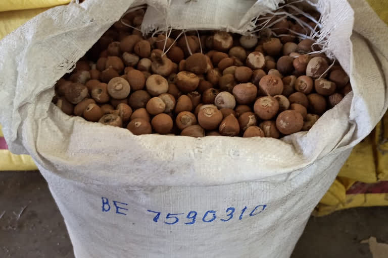 areca nut import illegally in krishnapatnam port