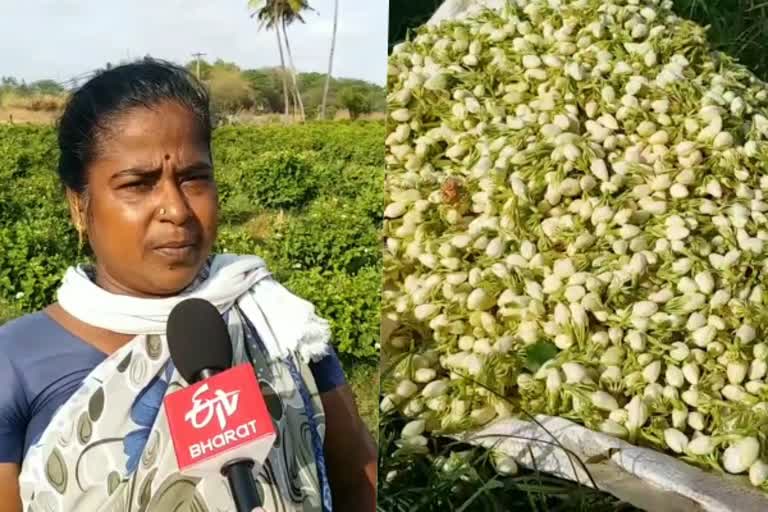 jasmine flowers farmers sad  அரியலூர் செய்திகள்  ariyalur news  ariyalur jasmine Flowers farmers  jasmine farmers trouble  மல்லிகை சாகுபடி விவசாயிகள் பிரச்னை