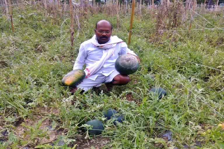 Watermelon farming ruining due to lockdown in giridih