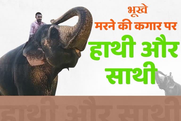 business of elephant tourism, Elephant ride in jaipur