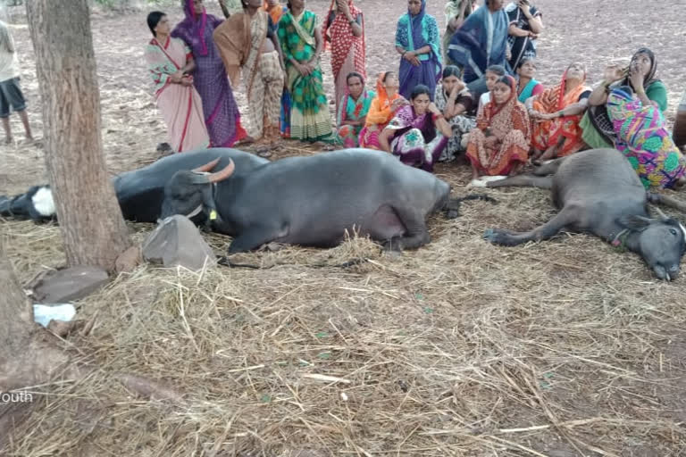 Three buffaloes died in lightening strike