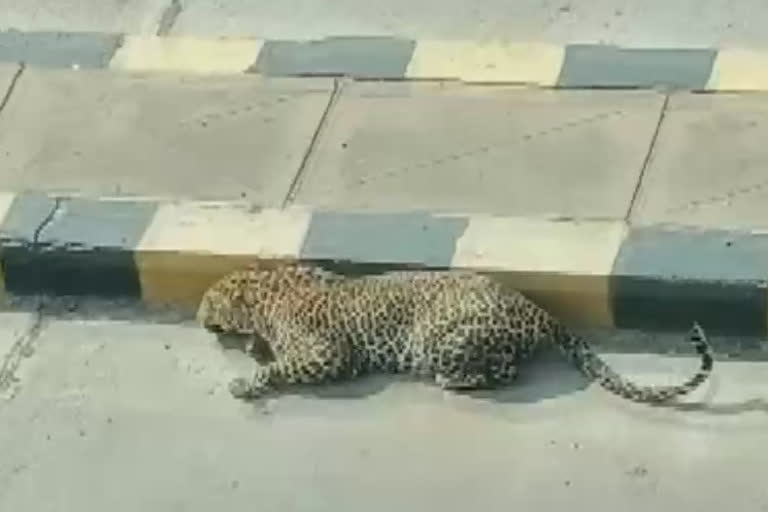 Leopard sighted near Hyderabad, efforts on to rescue it