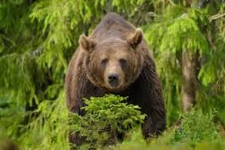 wild bear attacked a girl in ranchi