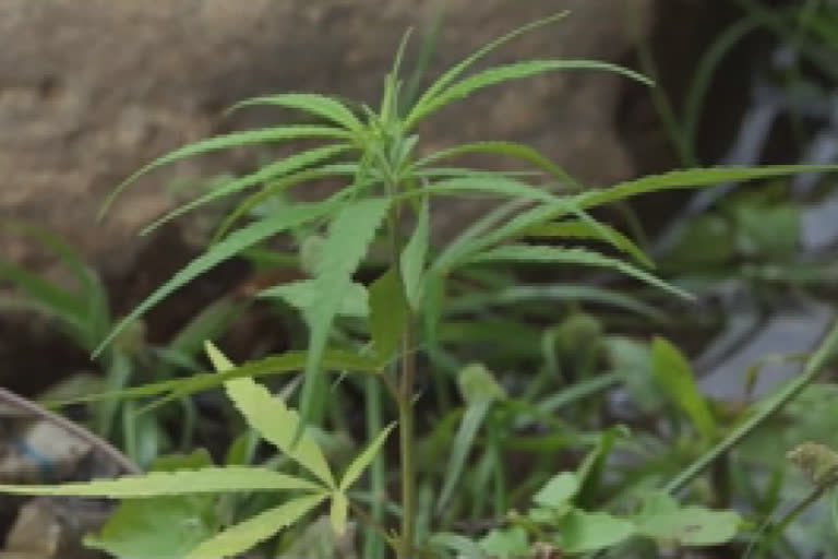 ഇടുക്കി  idukki  Cannabis Plants  കഞ്ചാവ് ചെടി  അടിമാലി നര്‍ക്കോട്ടിക് എന്‍ഫോഴ്‌സ്‌മെന്‍റ്  കണ്ടെത്തി നശിപ്പിച്ചു  found  rouined