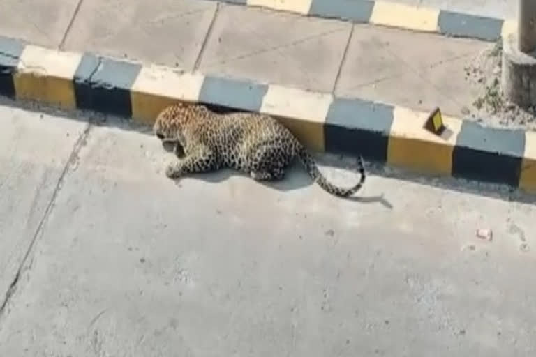 Search operation underway to rescue leopard in Telangana's Ranga Reddy