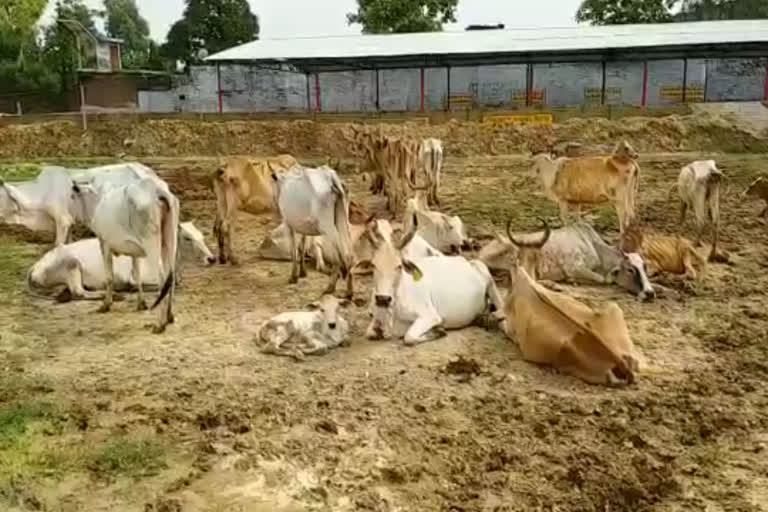 निराश्रित गोवंश के लिए करे भूसा दान.