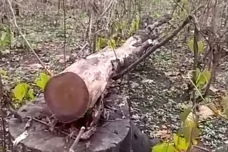 Balipara deforestation by wicked in Tezpur