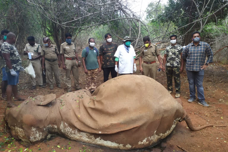 elephant found dead at mettupalayam forest