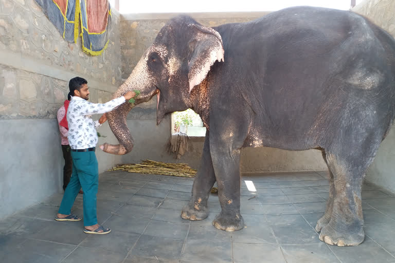 Elephant owner Ashif while feeding the giant mammal