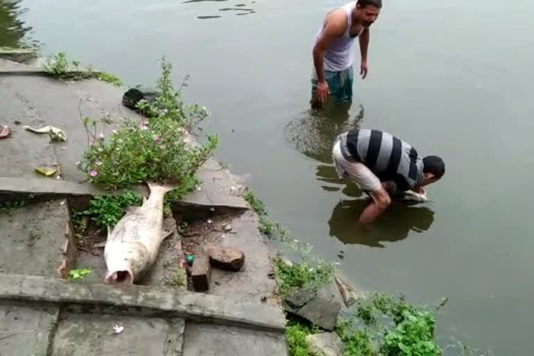 hajo-madhab-mandir-fish-death-kamrup-assam