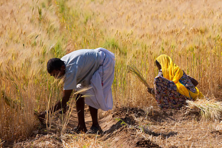 COVID-19 Relief Package: Tenant Farmers are left out yet again  business news  Professor Sukhpal Singh, Centre for Management in Agriculture at IIM-Ahmedabad.  പാട്ടകൃഷിയിറക്കുന്ന കർഷകർക്ക് അവഗണന മാത്രം...  പാട്ടകൃഷി