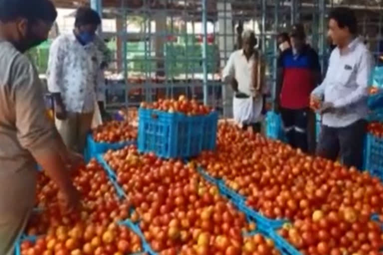 Corona fears haunting Madanapalle tomato market