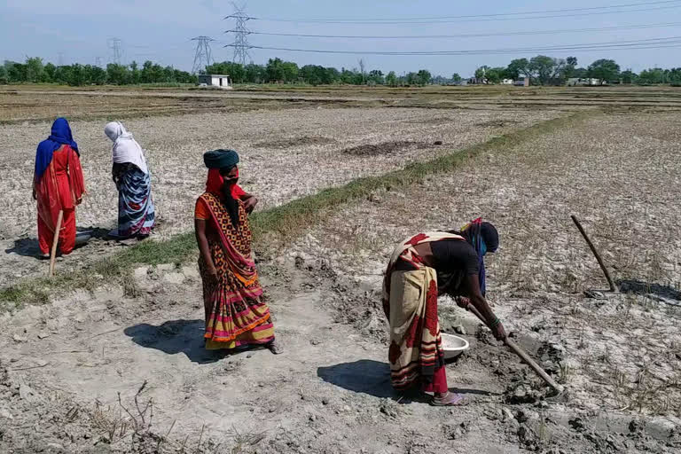 during lockdown people prefer working in mgnrega