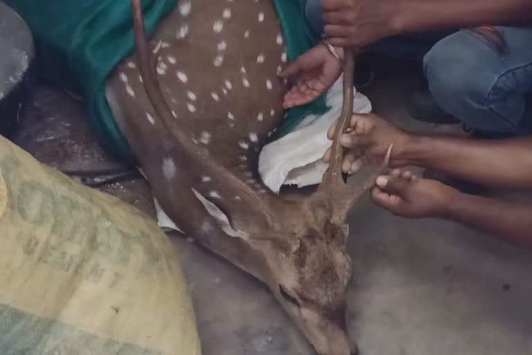 deer-death-in-anandapura