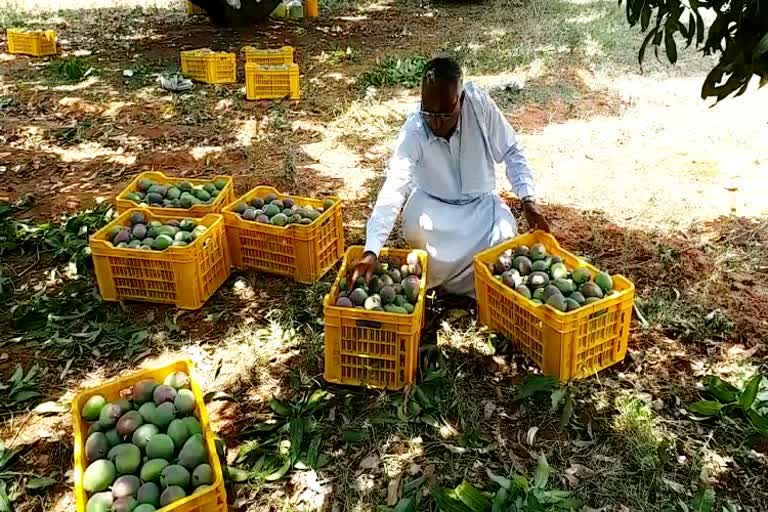 Mango fruit available in online