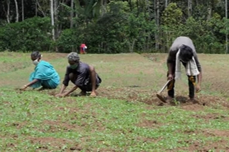 സുഭിക്ഷ കേരളം പദ്ധതി  subiksha keralam project  subiksha keralam project Bison Valley  ഇടുക്കി വാര്‍ത്തകള്‍  ഇടുക്കി ലേറ്റസ്റ്റ് ന്യൂസ്  കൊവിഡ് വാര്‍ത്തകള്‍