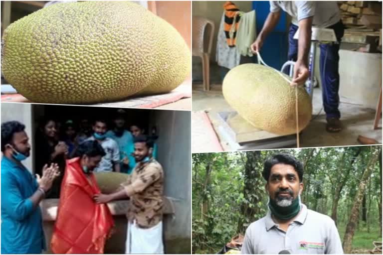 world's heaviest jackfruit  kollam jackfruit news  തേൻ വരിക്ക കൊല്ലം  ഗിന്നസ് റെക്കോർഡ് ചക്ക  ഏറ്റവും വലിയ ചക്ക കൊല്ലം  guinness world record jackfruit