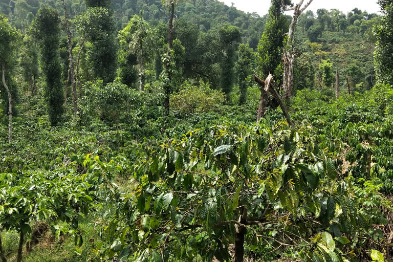 Corona Effect: Agricultural Activity was decreasing In region of Malnad