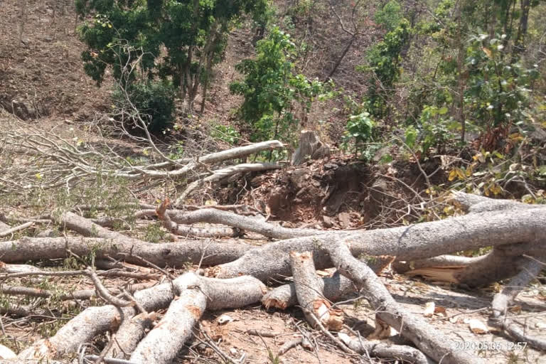 Illegal felling of wood in forests of kawardha