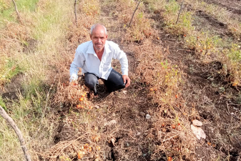 vegetables started spoiling in the fields due to lockdown