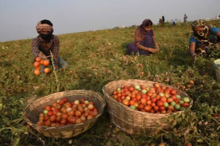 ऑपरेशन ग्रीन का विस्तार, दायरे में सभी फल व सब्जियां: वित्तमंत्री