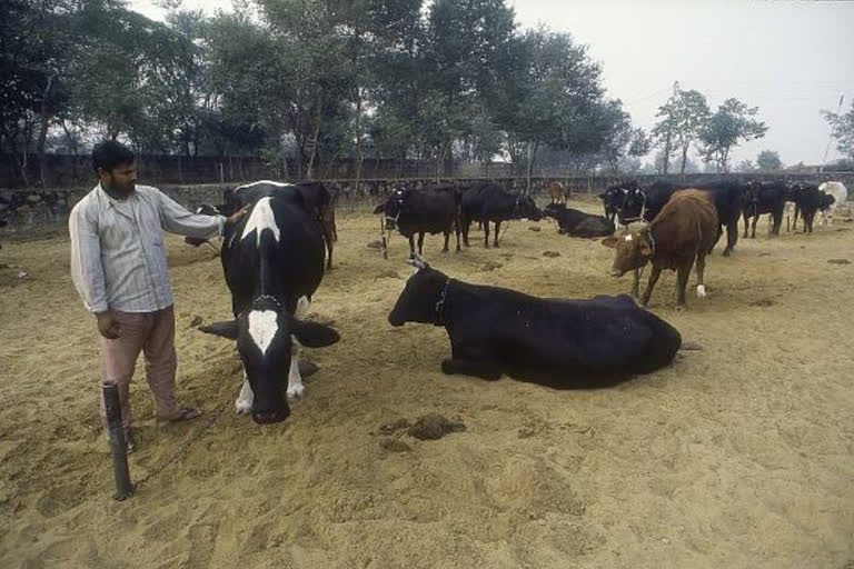 Centre to set up Rs 15k cr animal husbandry infra development fund  business news  infra development fund  കൊവിഡ്‌ പാക്കേജ്‌; മൃഗസംരക്ഷണത്തിന് 15,000 കോടി  കൊവിഡ് സാമ്പത്തിക‌ പാക്കേജ്  മൃഗസംരക്ഷണത്തിന് 15,000 കോടി  മൃഗസംരക്ഷണം  ന്യൂഡല്‍ഹി  animal husbandry infra development fund  animal husbandry  nfra development fund