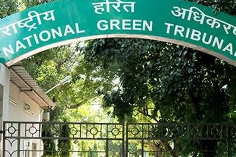 ngt prevents cisf from cutting down trees in mandavar village of sohna