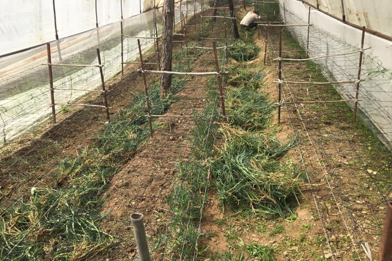 green house in himachal pradesh