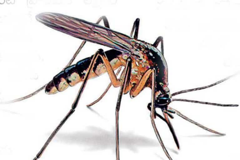 dengue effect in Hyderabad  latest news