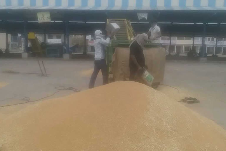 36890 metric tons of wheat purchased in panchkula