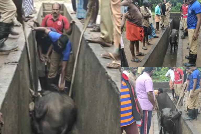 Fireforce rescued buffalo from a ramp at the service station  റാമ്പില്‍ വീണ പോത്ത്  പത്തനംതിട്ട വാര്‍ത്തകള്‍  സര്‍വീസ് സ്റ്റേഷന്‍  അഗ്നിശമനസേന  Fireforce rescued buffalo  service station  pathanamthitta news