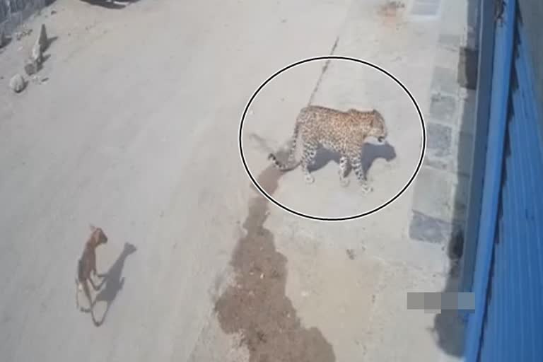 Cheetah spotted at Himayat sagar