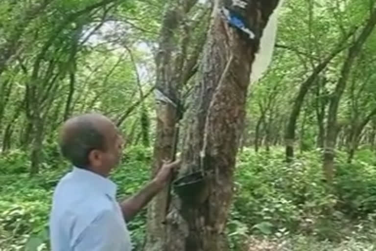 നാലാം തരം റബറിന് കിലോക്ക് 116 രൂപ  Rubber market opens after 50 days  Rubber market  റബർ മേഖല  ഷീറ്റുകൾ