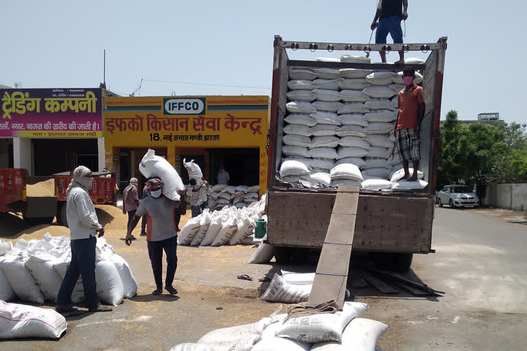 wheat and mustard procurement in jhajjar