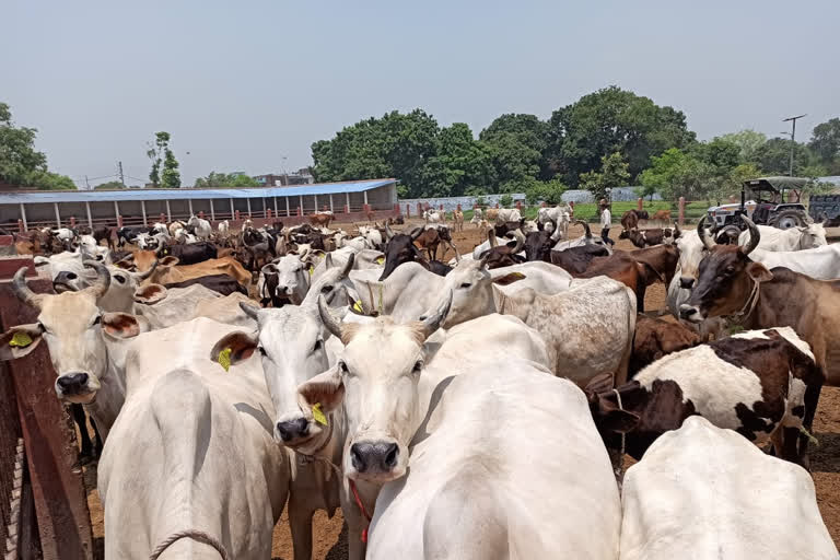 गोशाला में लोगों के प्रवेश पर रोक