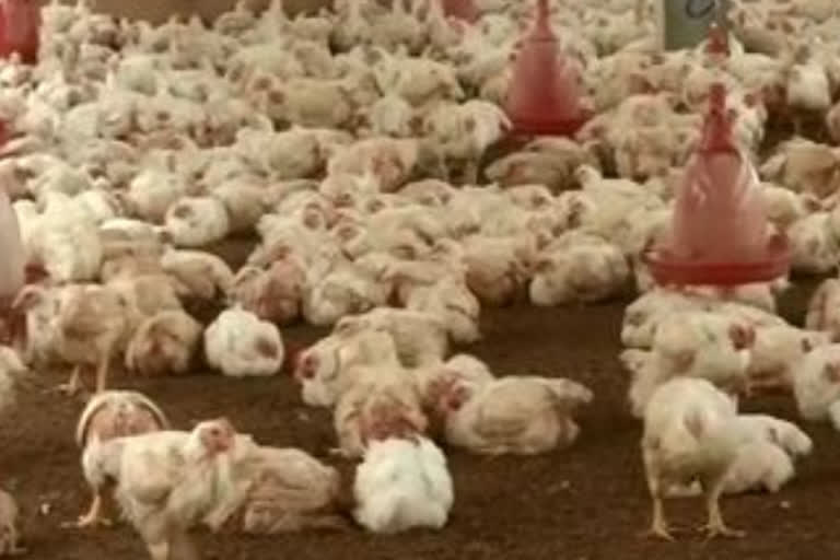 chicken rates high in statewise