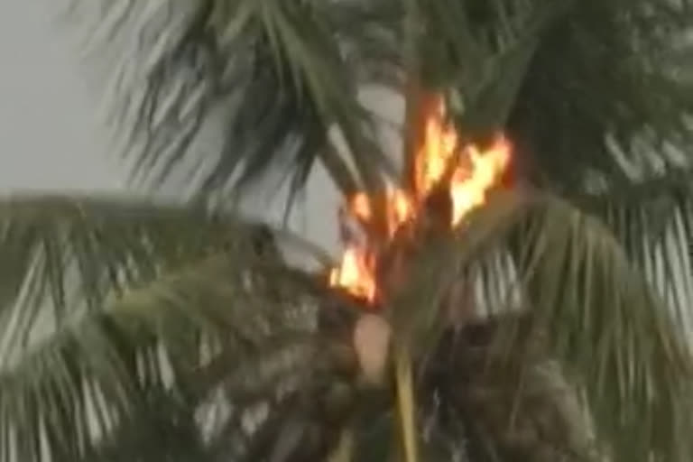 fire-in-a-tree-due-to-thunder-fall-in-jagdalpur