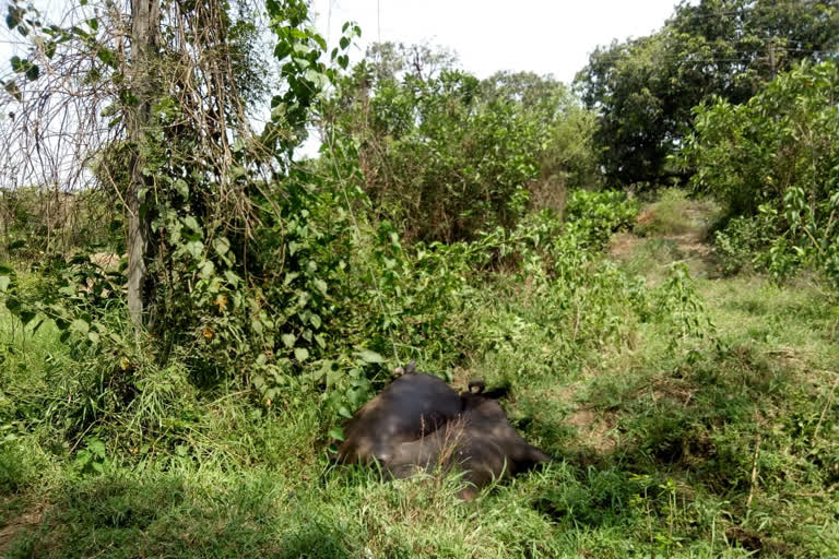 Two buffaloes electrocuted in Dhanori village