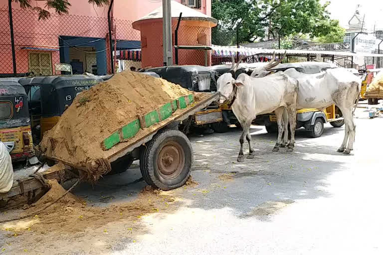 police arrested sand illegal transport persons with bulls at prakasam dst