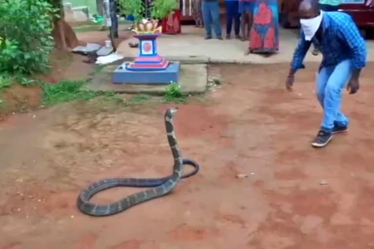 15 Feet Cobra captured in Chikmagalur