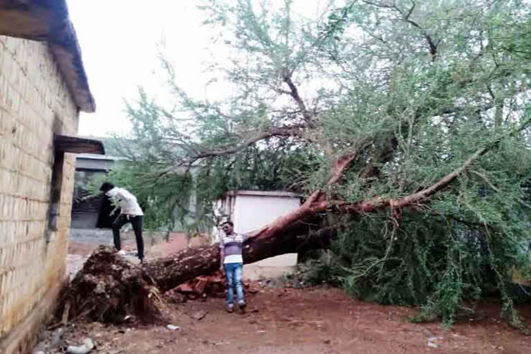 Power pole and trees broke down by storm at Basavakalyana