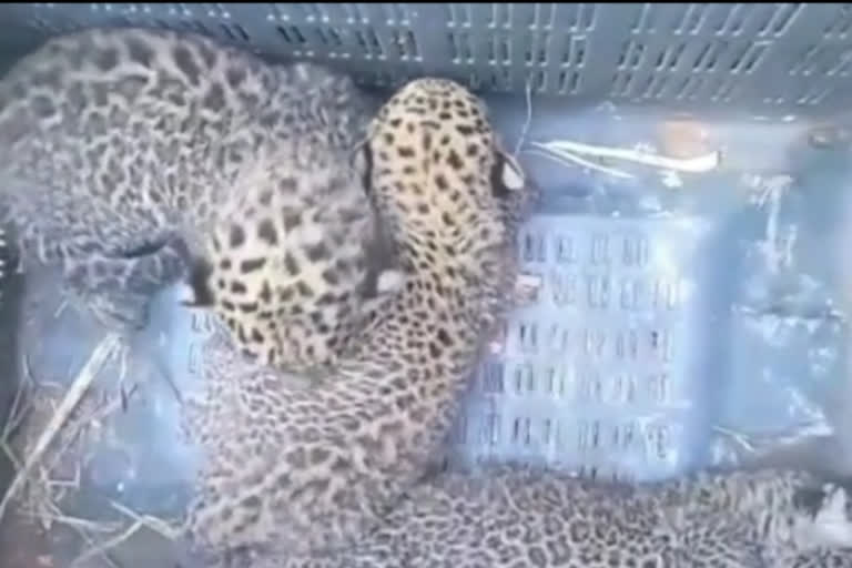 leopard cubs found in mysore