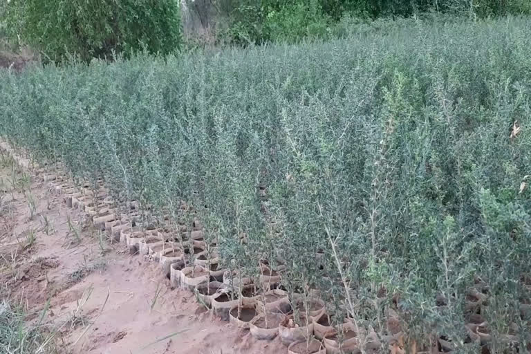 रानीवाड़ा में पौधरोपण, Plantation in Raniwara