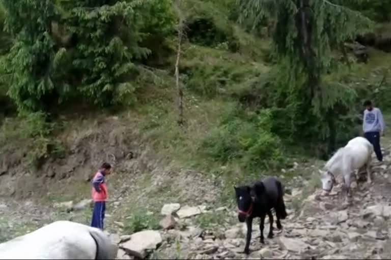 Horse and yak owners  of Kufri