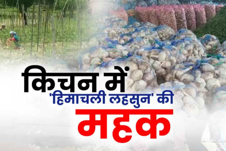 Himachalies farmer who grow garlic can benefit from the closure of China market