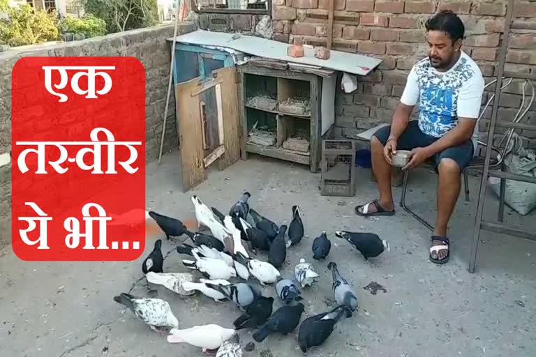 people are fond of pigeon raising in chandigarh